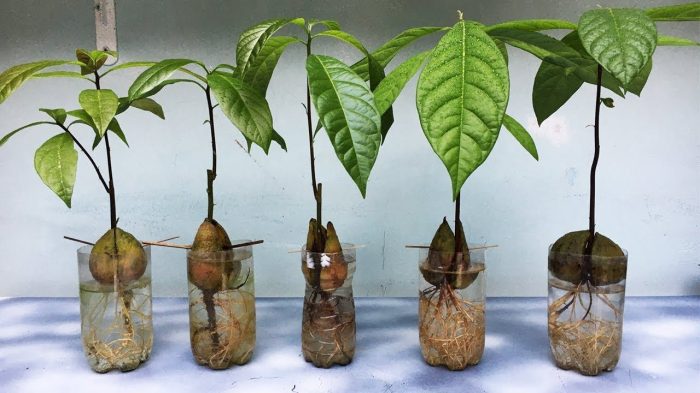 How to plant avocado seed in water