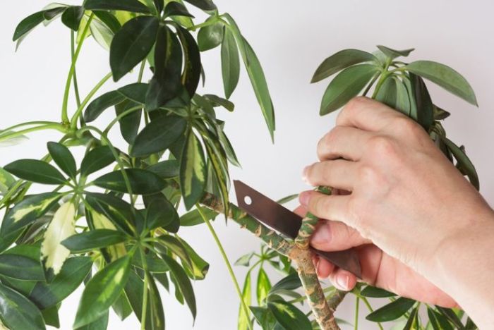 How to prune an umbrella tree plant