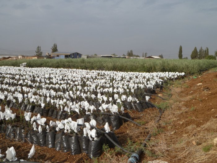 Plant an olive tree palestine