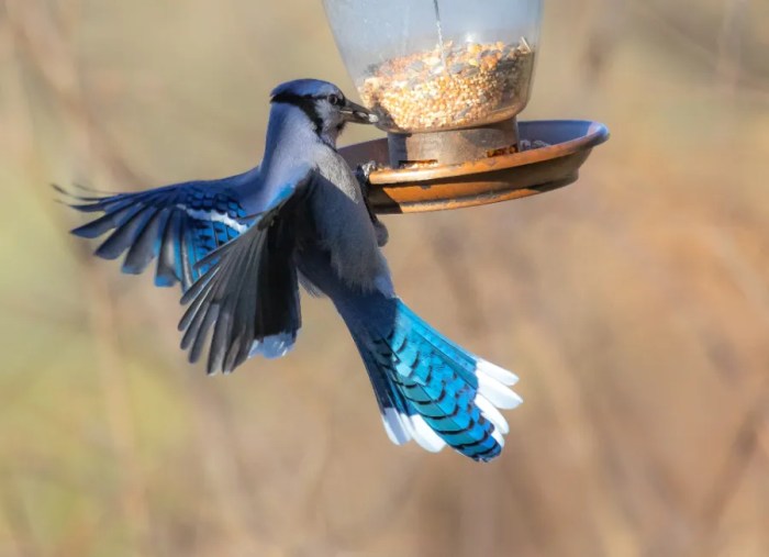 Crow russ savers jay varieties hundreds corners heirloom collected