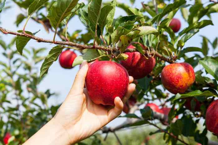 When to plant apple trees in georgia