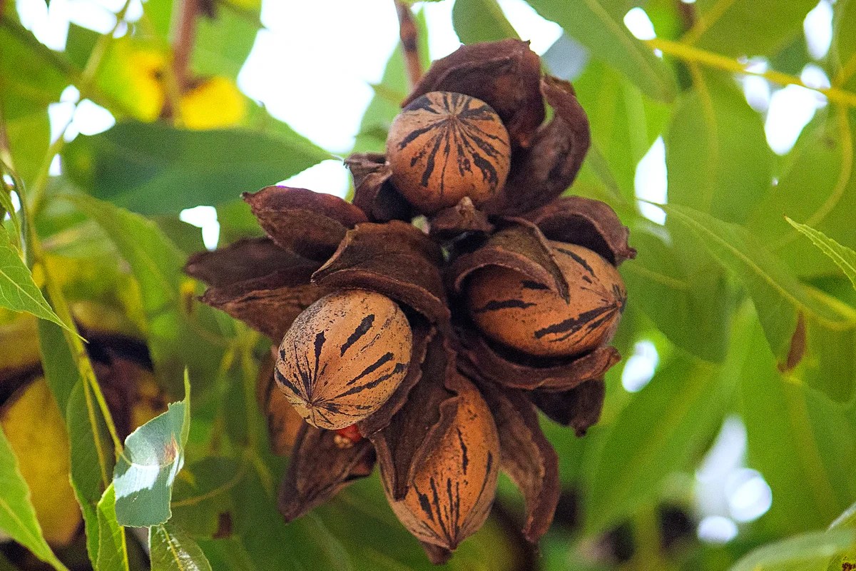 How to plant pecan tree