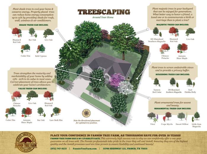 Shade trees to plant near house