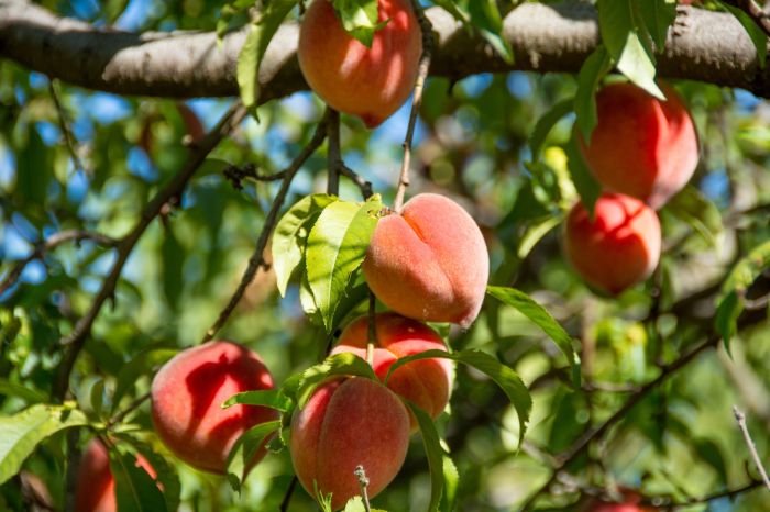 Best way to plant a peach tree