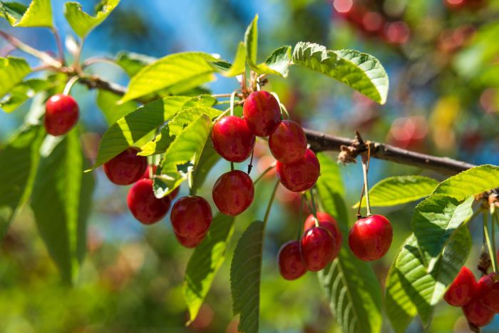 How to plant cherry trees from seeds