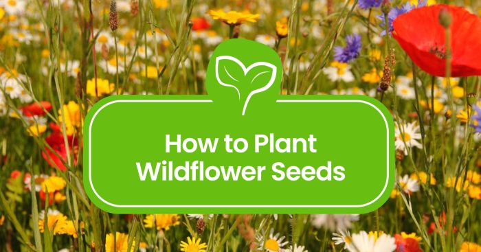 How to plant wildflower seeds