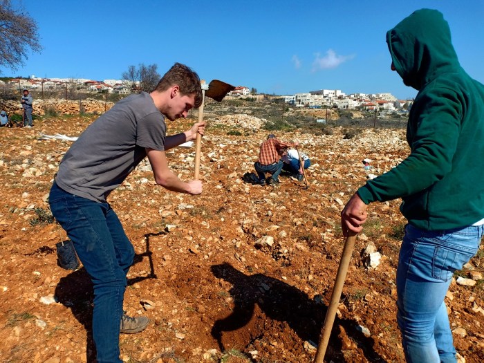 Palestine olive trees muslimhands