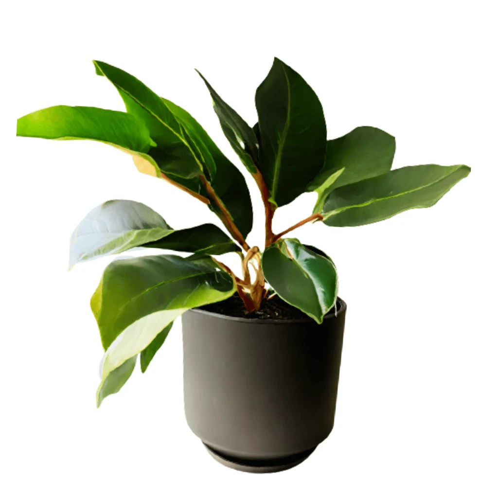 Where to buy rubber tree plant