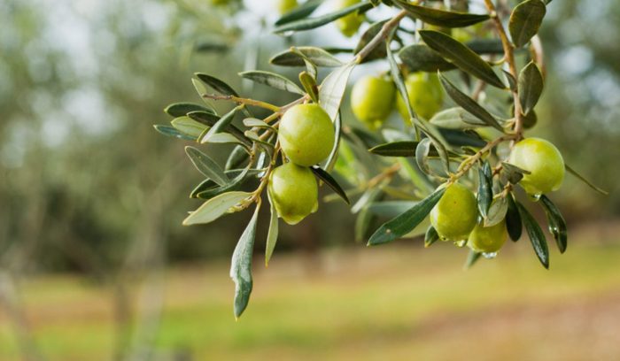 When to plant olive trees