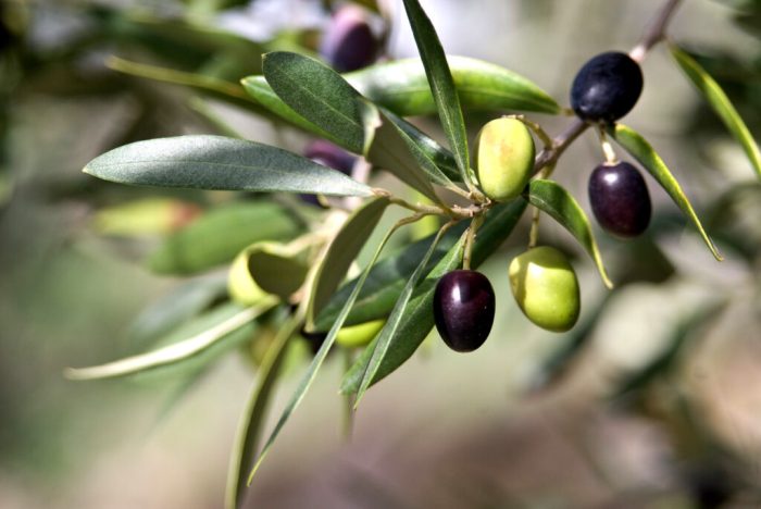 When to plant olive trees