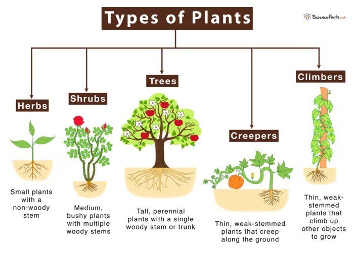 Difference between plant and tree