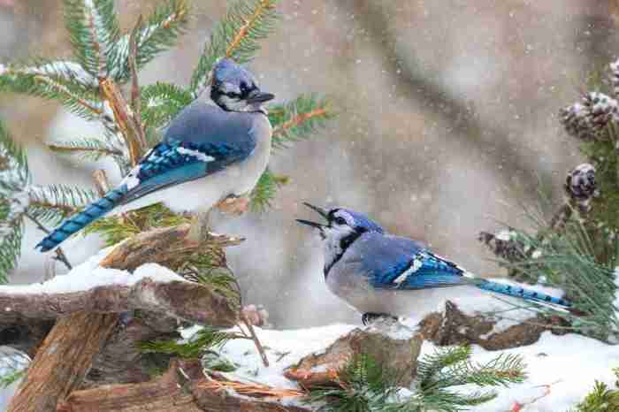 Do blue jays plant seeds in containers