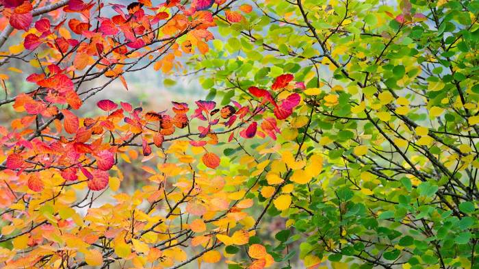 Plant trees in the fall