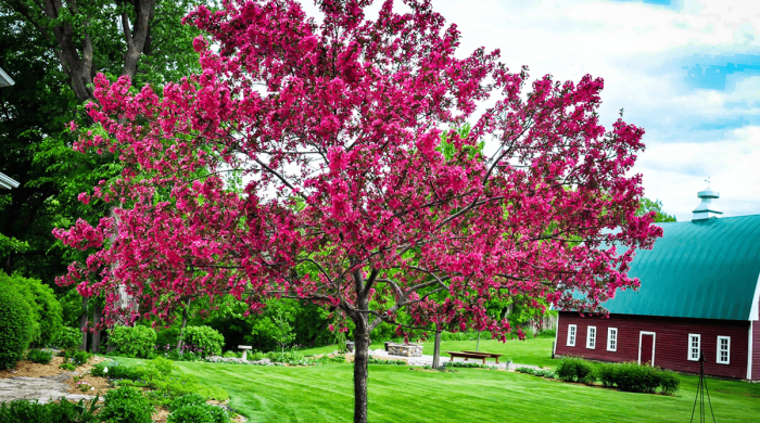 Trees safe to plant near house