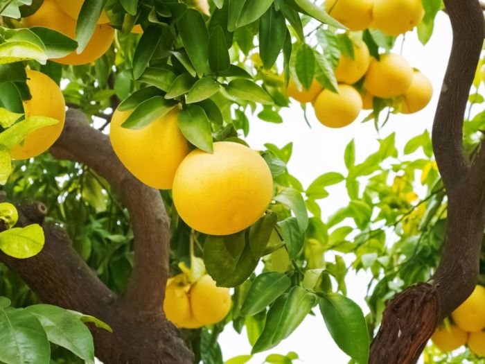 How to plant a grapefruit tree