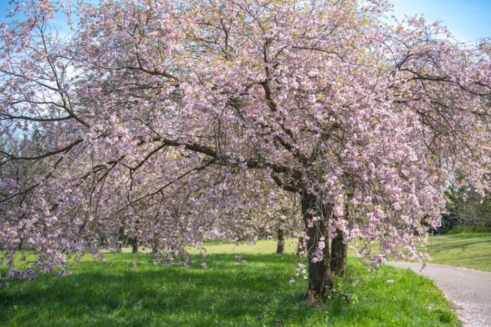 Trees to plant for deer