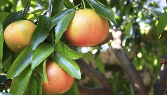 How to plant a grapefruit tree