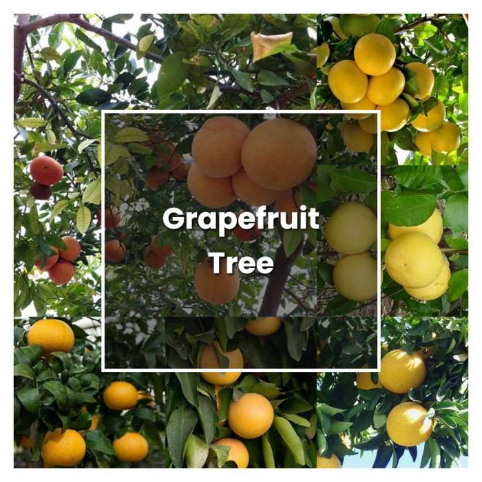 Grapefruit grow