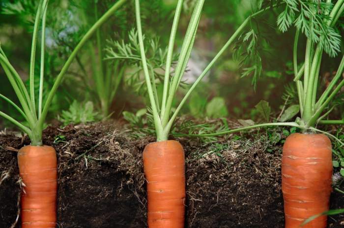 Carrots seed grow sow