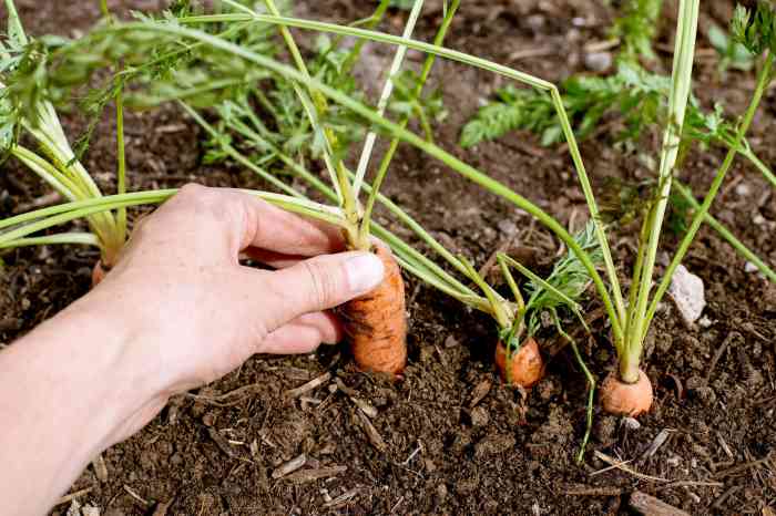 How to plant carrot seeds