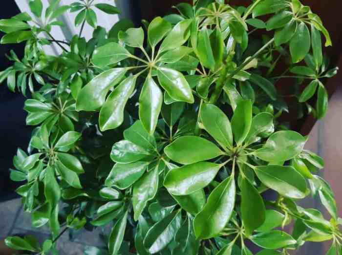 How to prune an umbrella tree plant