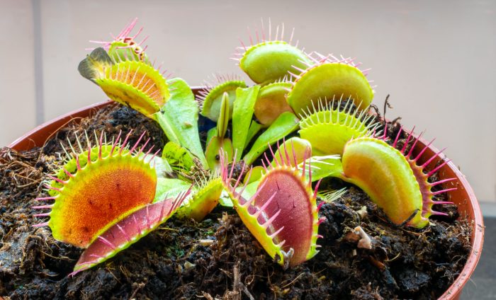 Fly trap plant seeds