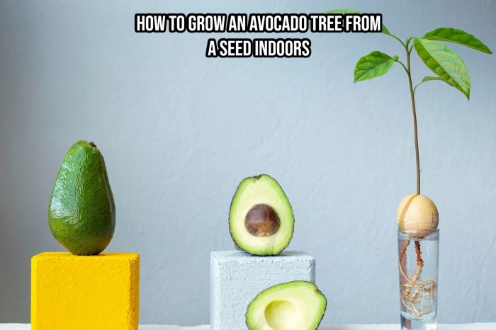 How to plant avocado seed in water