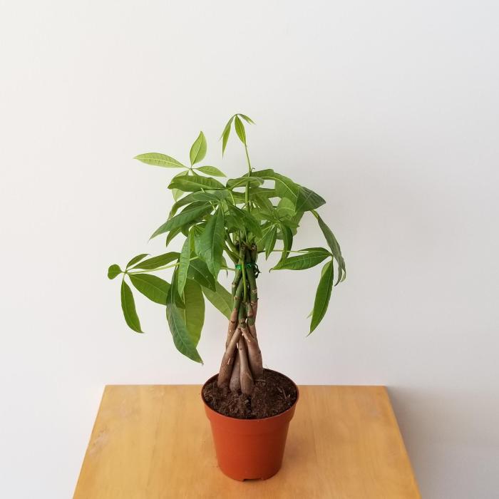 Live money tree plant