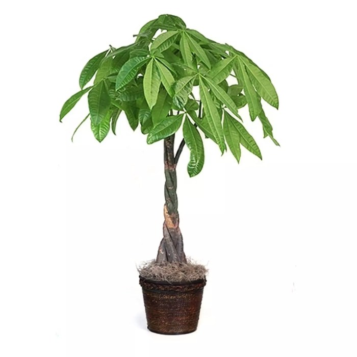 Live money tree plant