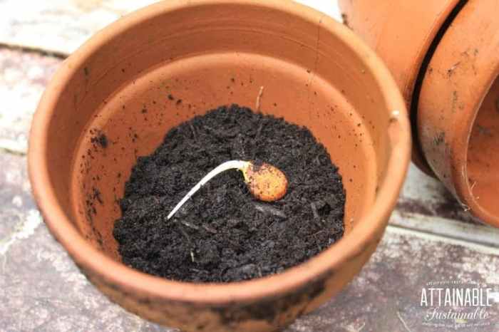 How to plant nectarine tree from seed