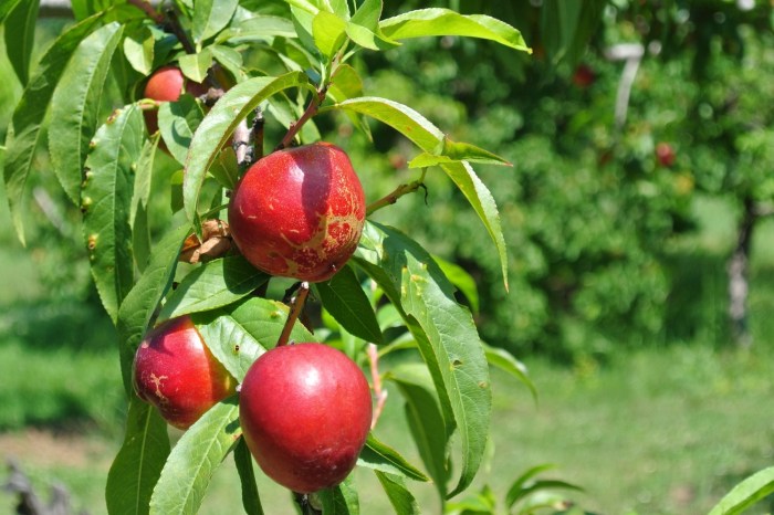 How to plant nectarine tree