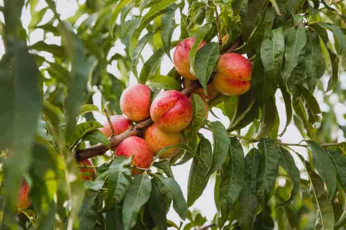 How to plant nectarine tree