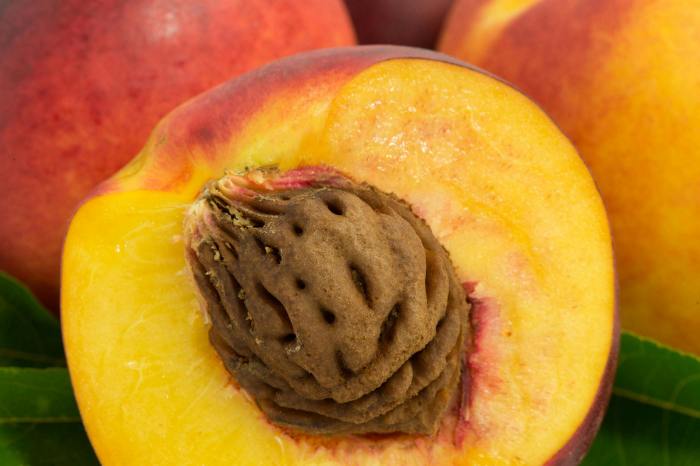 How to plant a peach seed