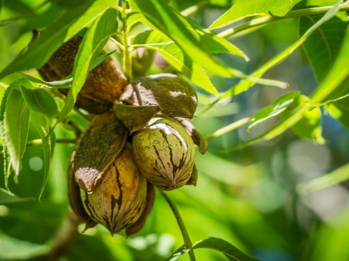 How to plant pecan tree