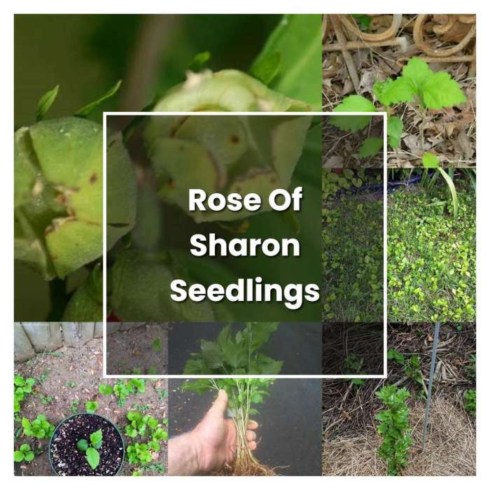 Rose of sharon bush plant from seed