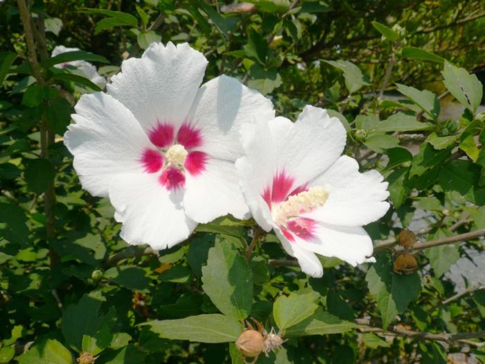 Rose of sharon bush plant from seed