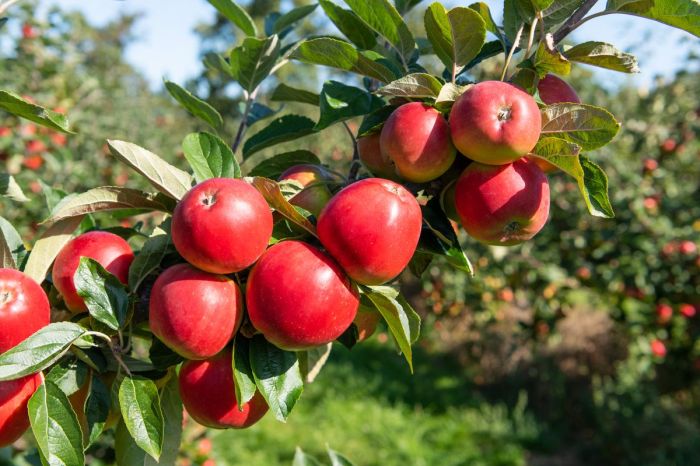 Best apple tree to plant