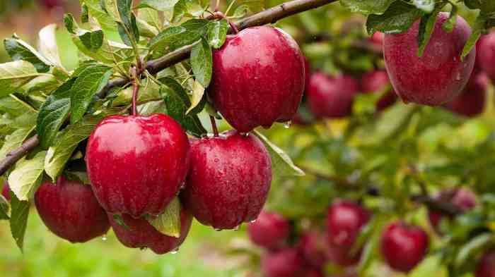 Best apple tree to plant